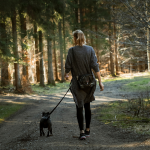 4 avantages de la laisse bungee pour chien