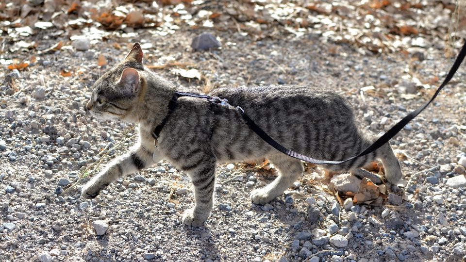 leash for cat