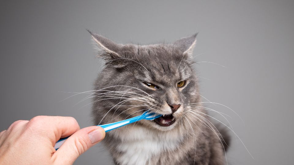 dental food for cats